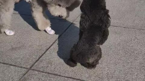 puppy
