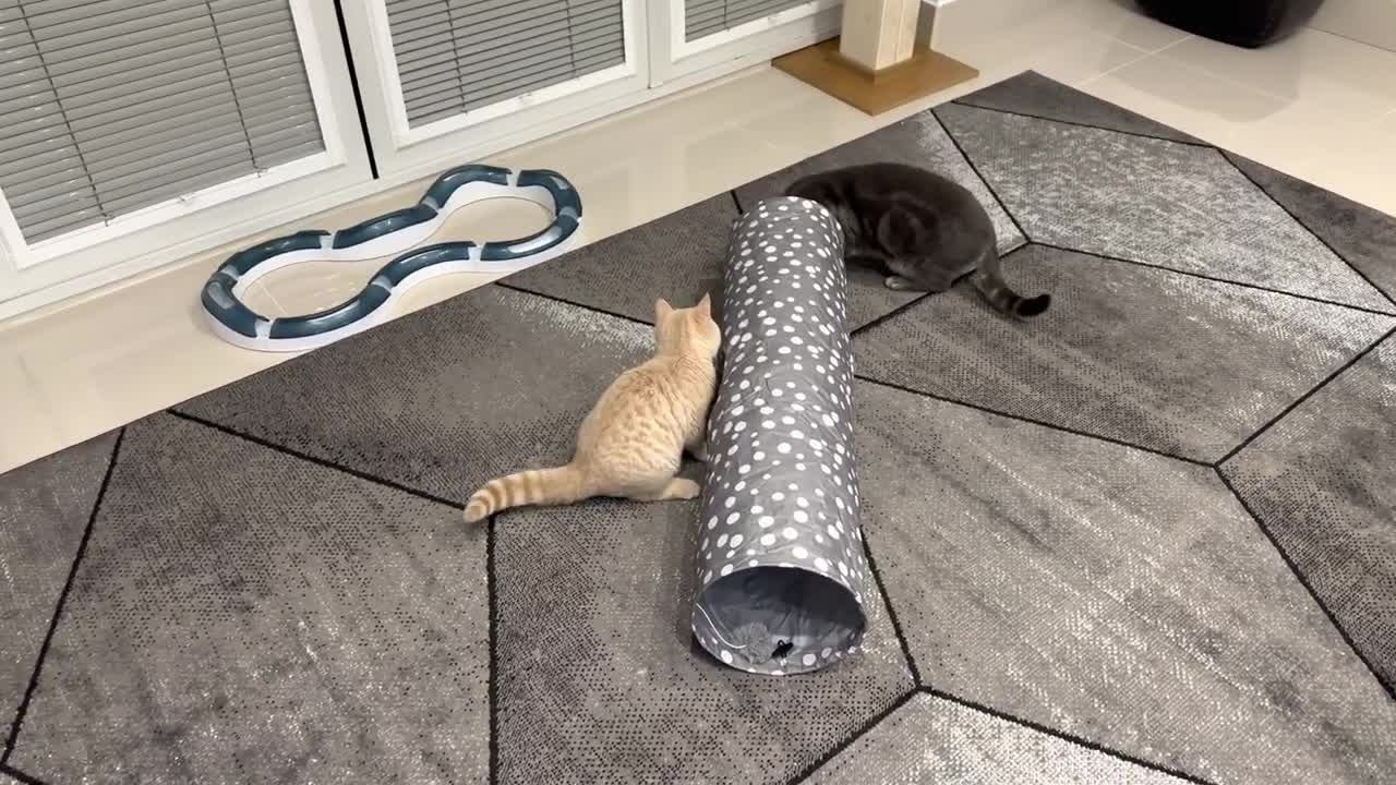 Cat Attacks Kitten, Kitten Gets Revenge