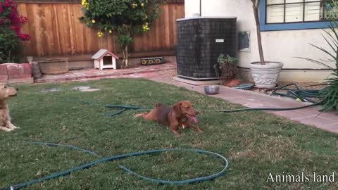 🐶Dogs Playing with Each Other in the garden_ rough training