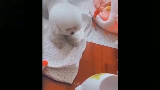 Small baby dog 🐕 play with boll very funny moment