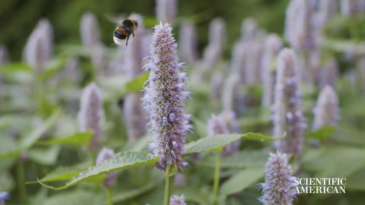 See how these bumblebees squeeze through tiny spaces