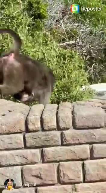 Youtuber Logan Paul robbed by baboons while in Cape Town