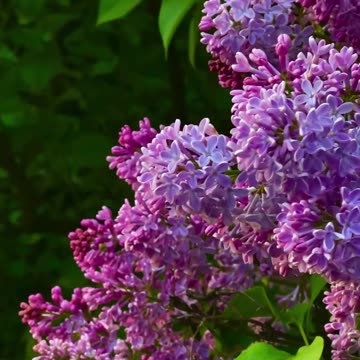 A kilometer of lilac in the Crimea