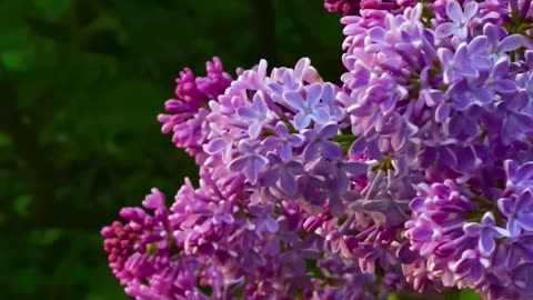 A kilometer of lilac in the Crimea