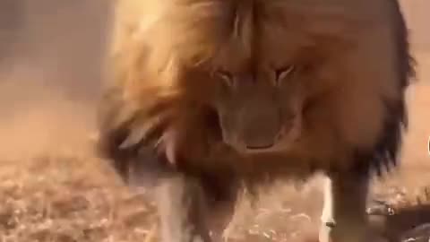 OMG angry lion//lion roar