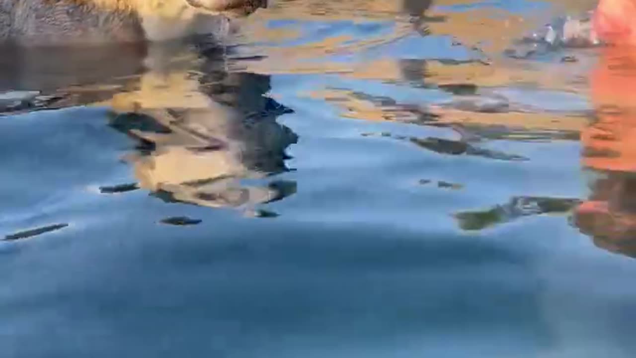 Funny Pup Learns to Blow Bubbles in Pool!