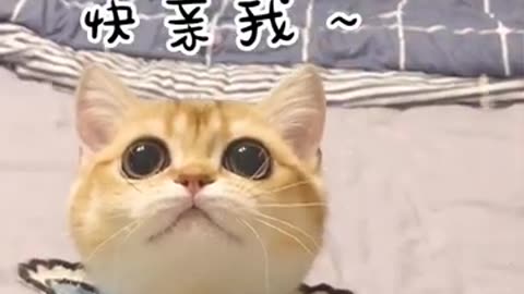 funny animals