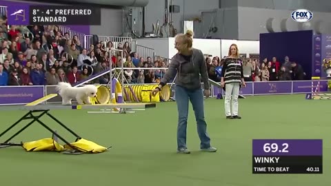 Watch 5 of the best WKC Dog Show Puppy Day