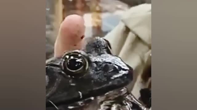Can you see a black frog 😱😱