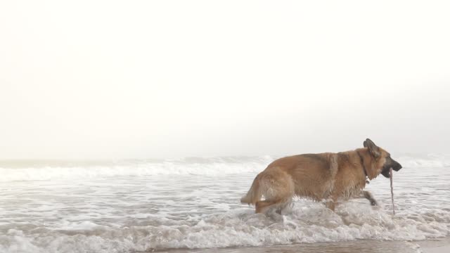 German Shepherd dog wandering on a beach