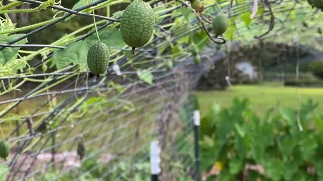 Very cute tiny cucumbers