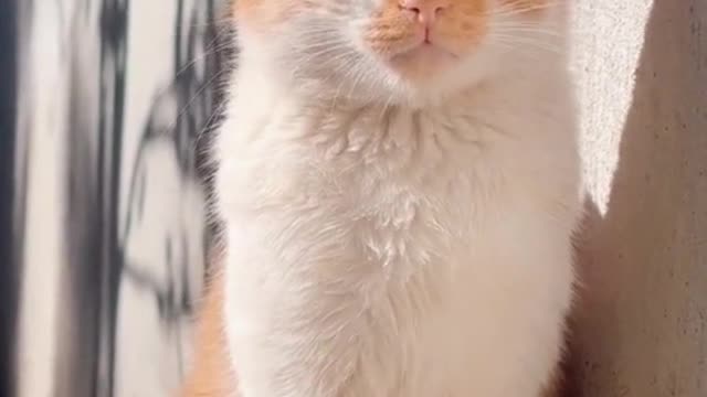 Haaaa, the kitten is dozing off