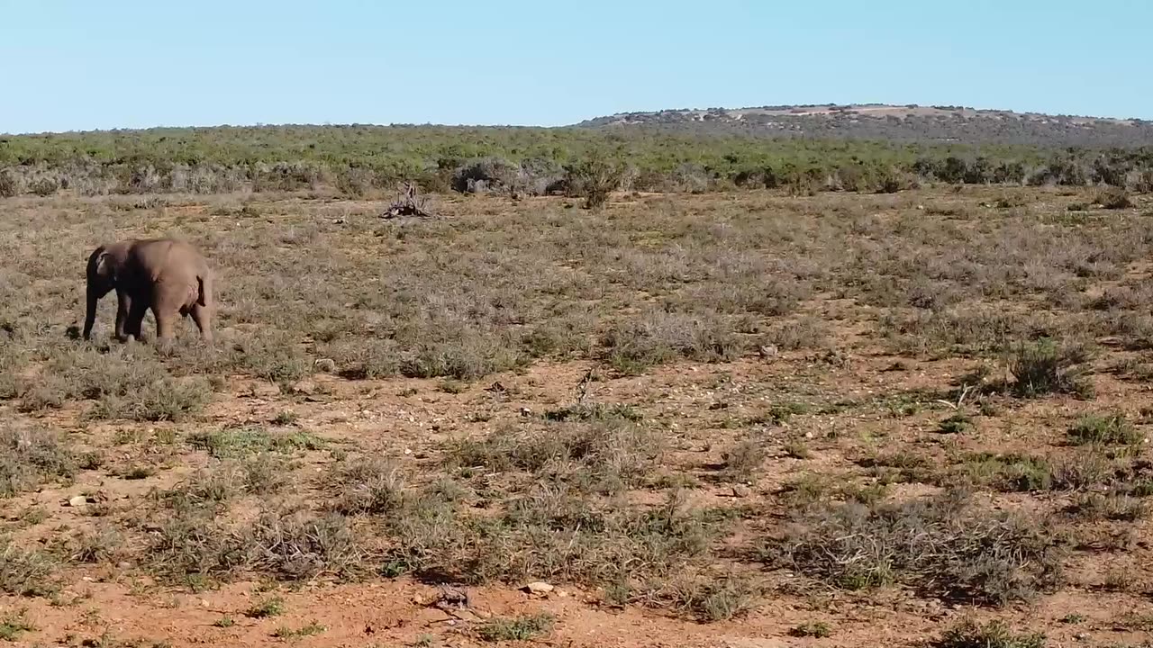 ❤❤❤Happy Journey Elephant & Family🦣🦣🦣🦣🦣🥰🥰
