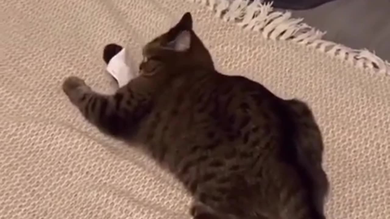 Funy video