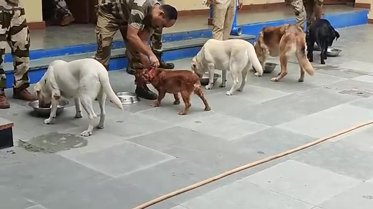 Dogs with human heart