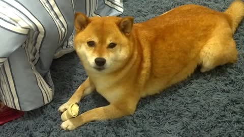 Shiba Inu Kiara howling to whistle