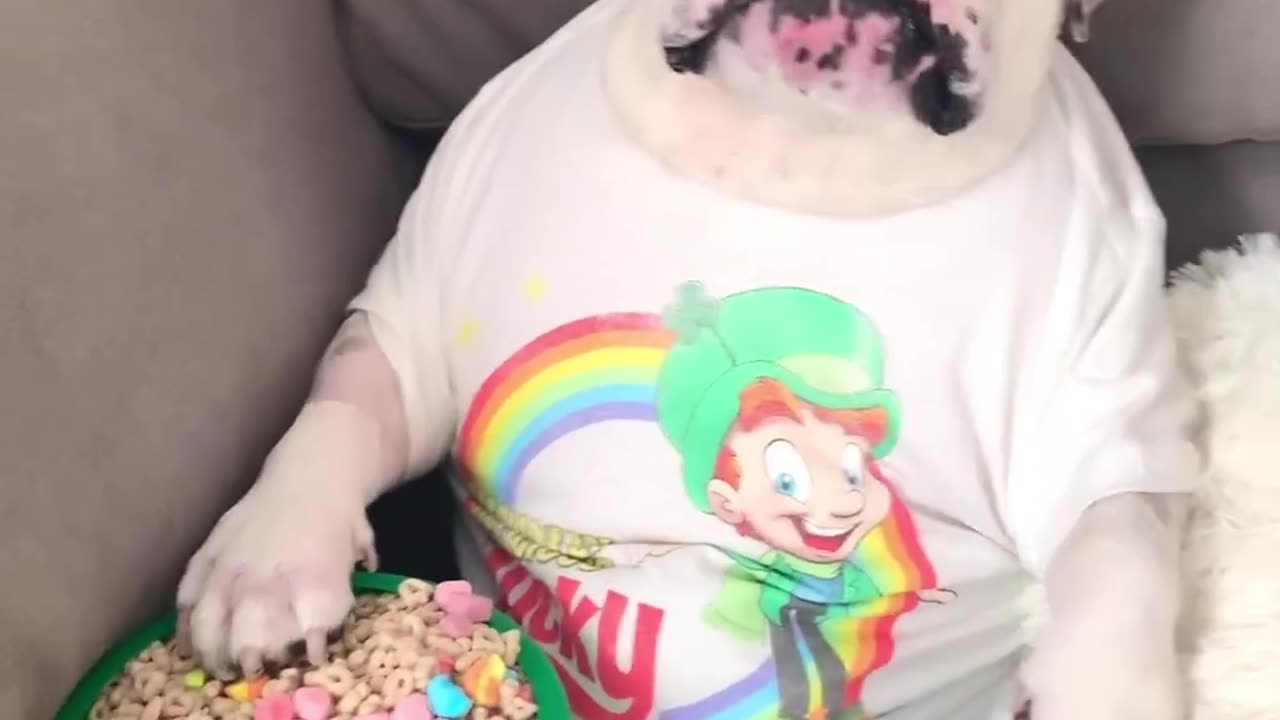 The coolest dog?