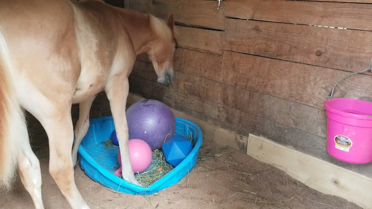 Kidding pool toys