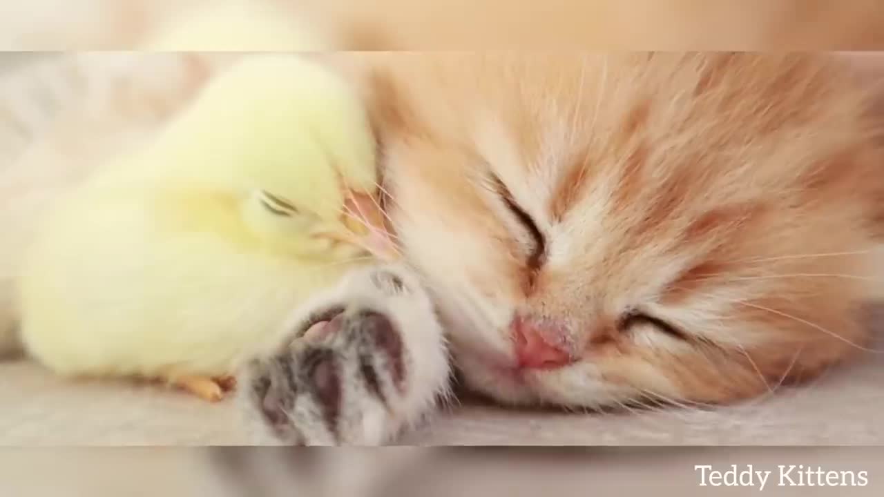 The kitten sleeps sweetly with the chicken