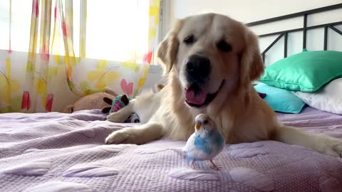 Golden Retriever Dog Plays with Budgie for the First Time