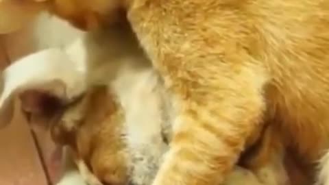 Cat And Dog Become Best Friends 🦮 Dog Cat Interaction 🐈 Cat Friends With Dog 🐾