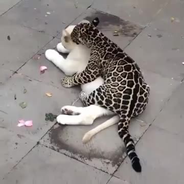 "Unlikely Allies: The Remarkable Bond Between a Dog and a Leopard in an Unforgettable Friendship"