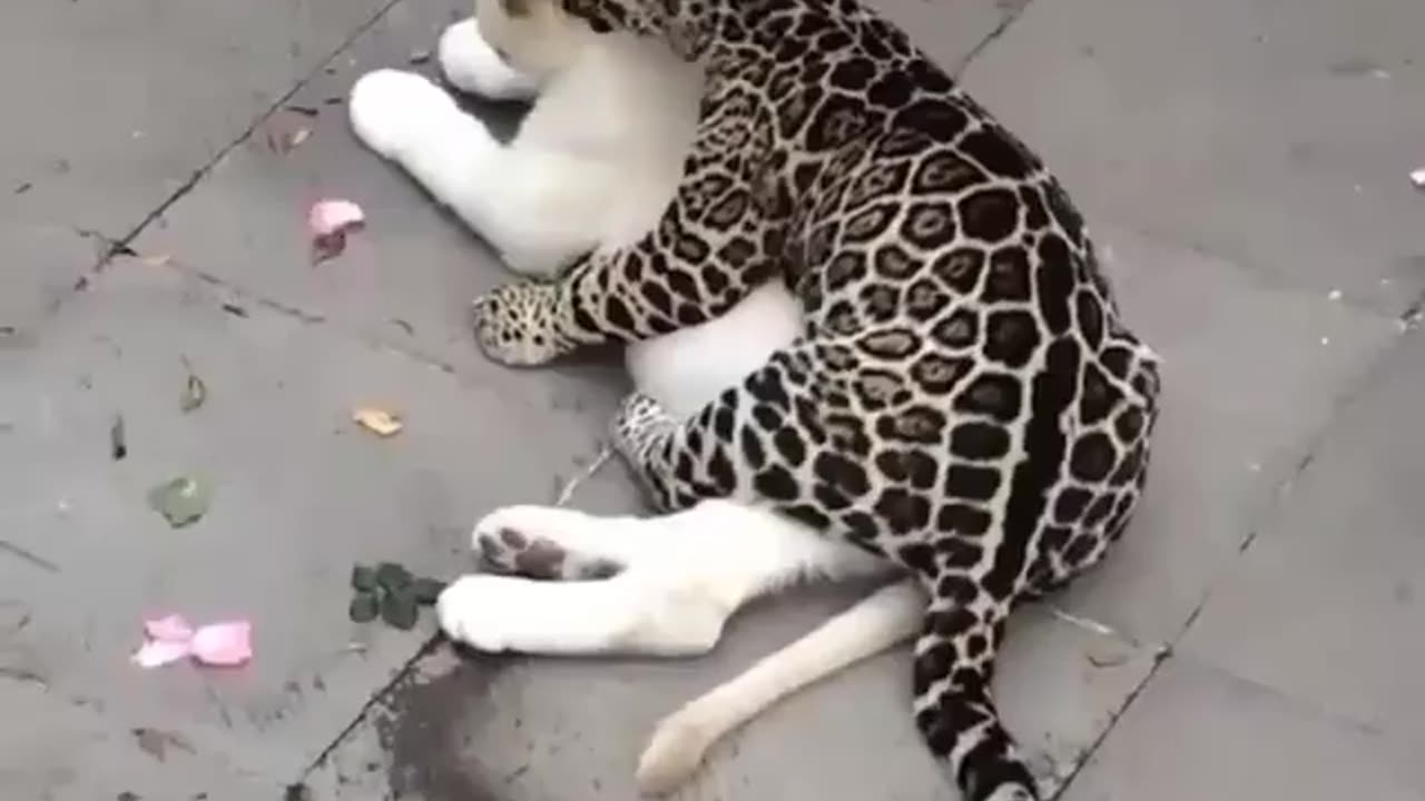 "Unlikely Allies: The Remarkable Bond Between a Dog and a Leopard in an Unforgettable Friendship"