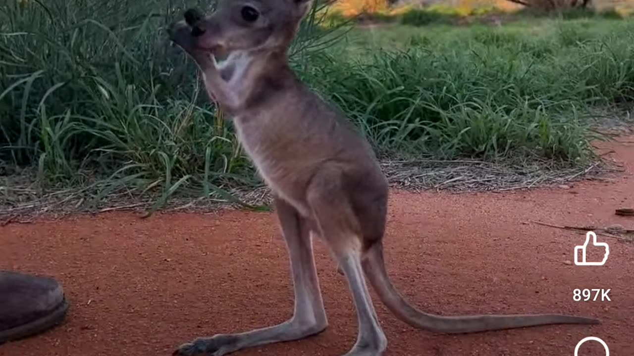 Baby kangaroo