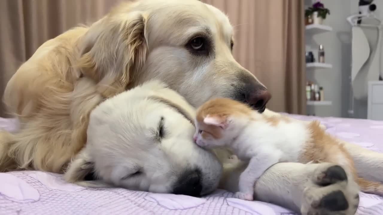 Tiny Kitten Wakes Up Golden Retriever Puppy