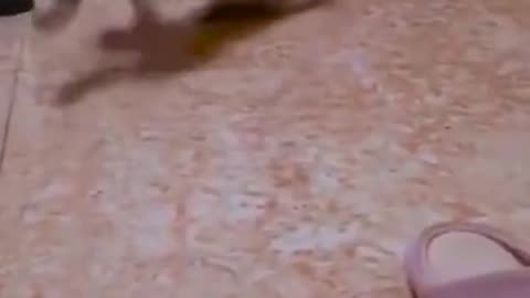 Cat Scared of Cucumbers 😂 | Funny Cat Videos #catshorts #catcucumber #funnycat #cats #catvideos