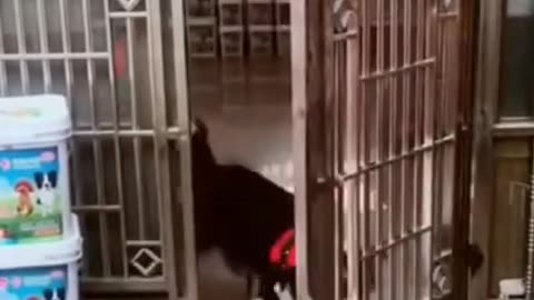 Funny Dog Videos Creative Commons🐶🐶!!!
