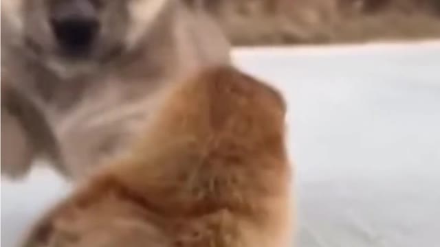 playing dog | world best lovely dogs HD videos | we love dogs - 32