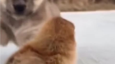 playing dog | world best lovely dogs HD videos | we love dogs - 32