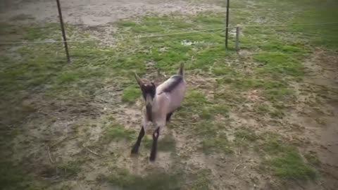 Top 45 most astonishing moments when animals were electrocuted. Mp4