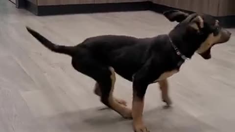 Happy dog dancing