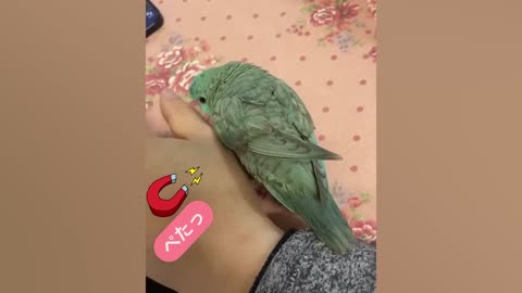 Funniest Parrots Steal the Show with Hilarious Antics