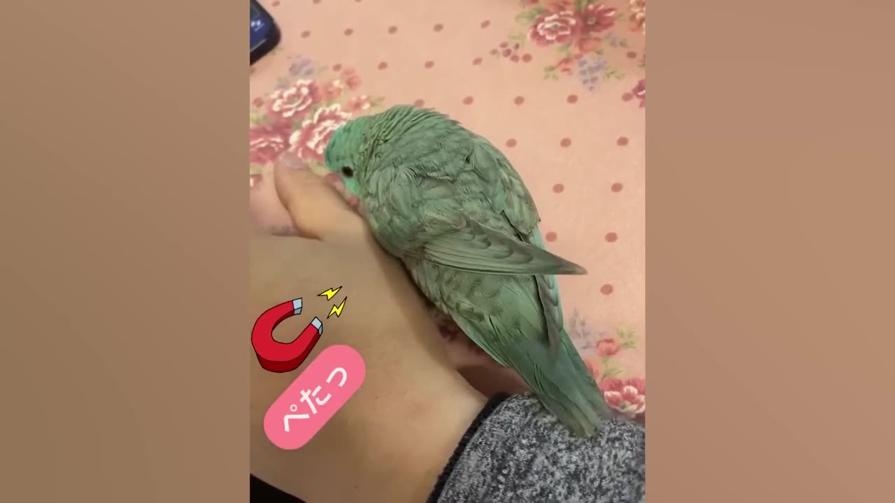 Funniest Parrots Steal the Show with Hilarious Antics