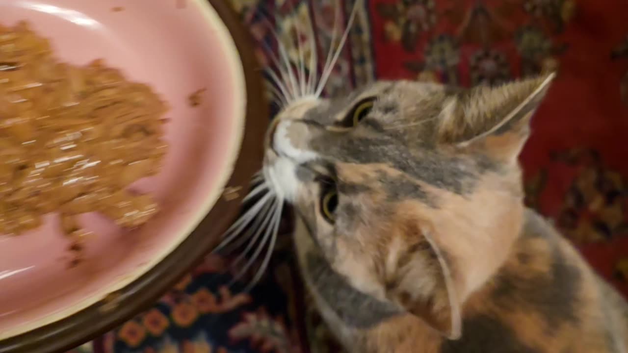 Miss Kitty.