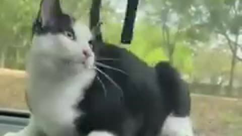 Funniest cats and dog funny animal video