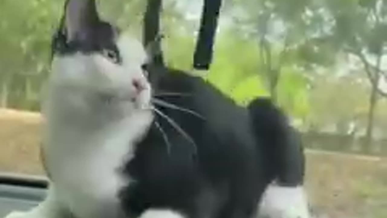 Funniest cats and dog funny animal video