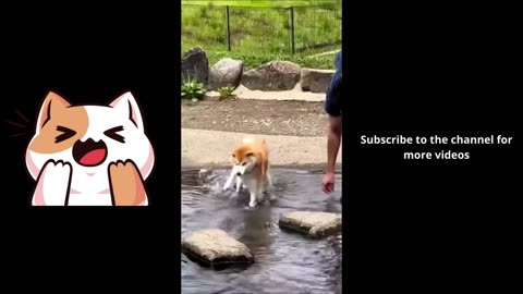 Funny animals 2024😆 - Funniest Cats and Dogs Video🐕🐈