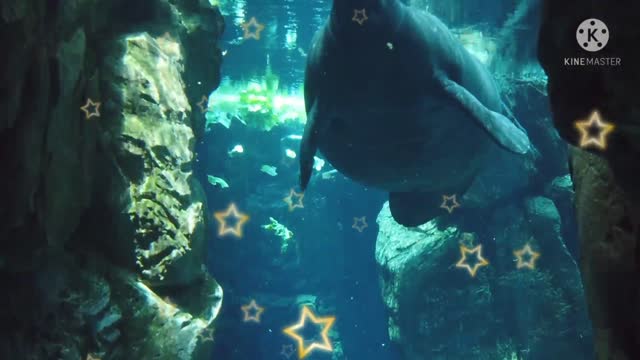 Seals swimming in the sea water