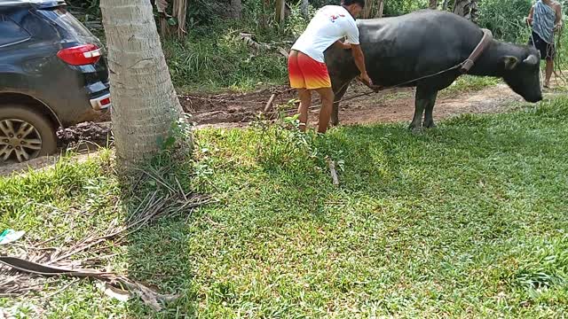 Water Buffalo Helps Free Vehicle Stuck in Mud