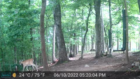 The Woods - 06/11/2022