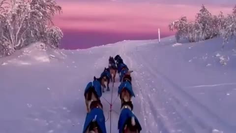 Dog sled