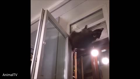 Racoon climbs on a door