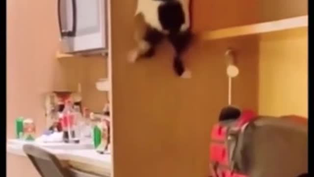 Fluffy tried to