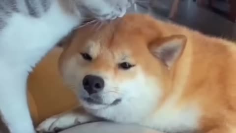 Tow dog's funny videos viral short
