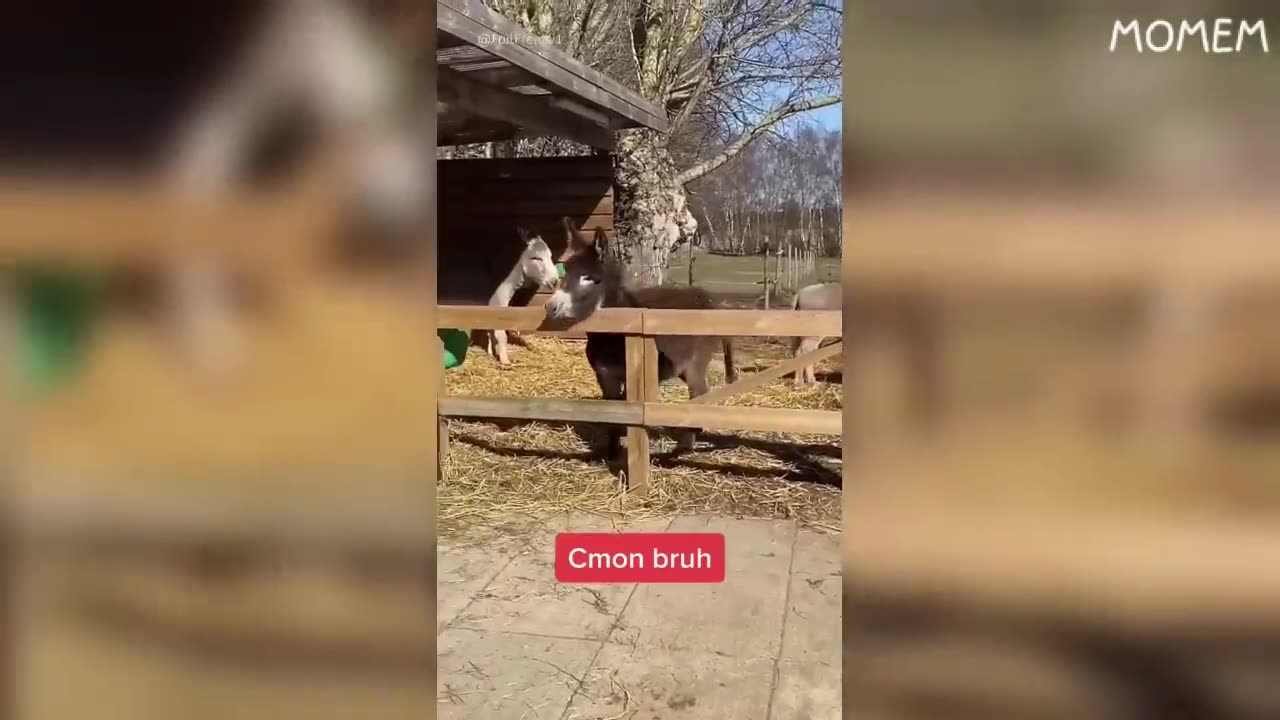 try to not laugh challenge