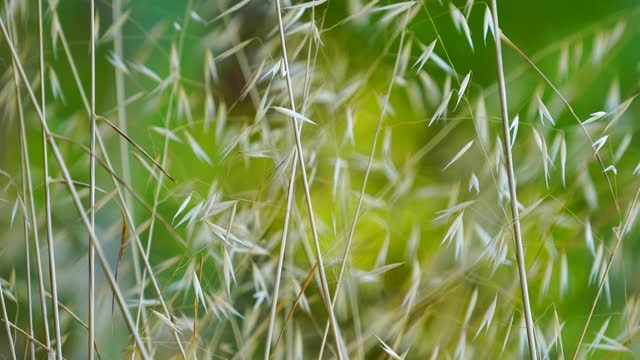 plant leaves wind